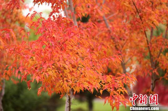 今日寒露:民間登高賞秋景部分地區(qū)飲菊花酒