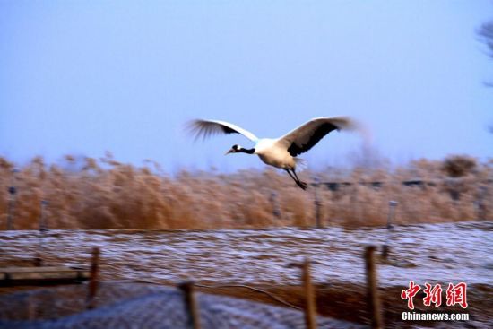 圖為一只丹頂鶴在甘肅張掖國家濕地公園飛舞嬉戲。陳禮 攝