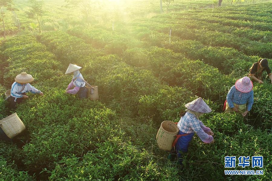 (社會(huì))(4)海南:黎鄉(xiāng)茶葉助脫貧