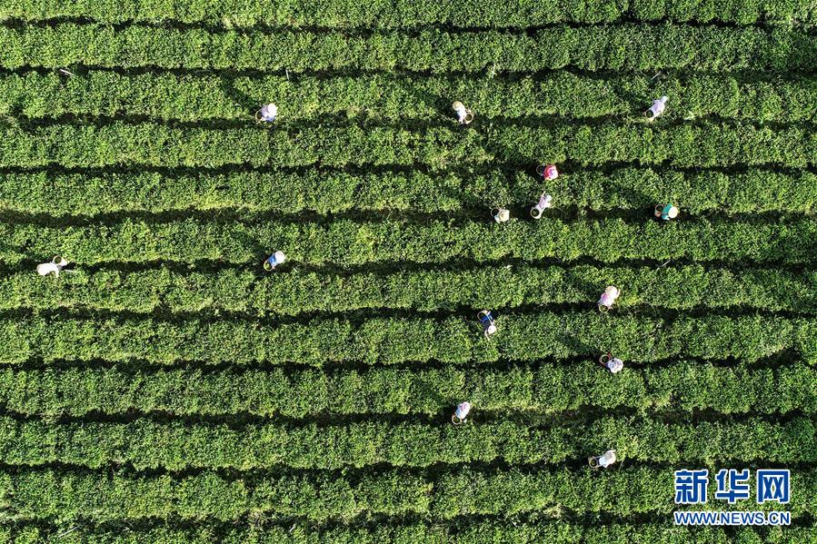 (社會(huì))(5)海南:黎鄉(xiāng)茶葉助脫貧