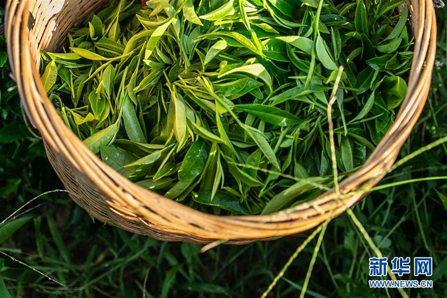 (社會(huì))(6)海南:黎鄉(xiāng)茶葉助脫貧