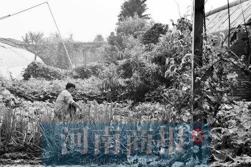鄭州老教師花18.6萬造現(xiàn)實(shí)版開心農(nóng)場 租地做“農(nóng)民”很愜意