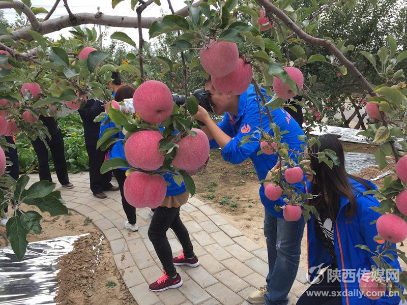 采訪團(tuán)抵達(dá)洛川蘋果園 采訪團(tuán)抵達(dá)洛川蘋果園