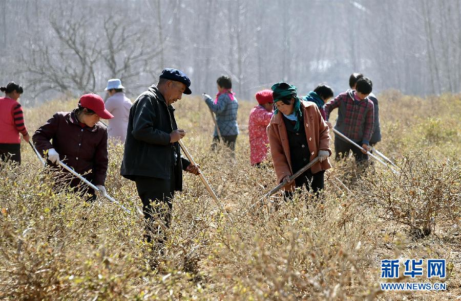 (走基層 聽民聲)(2)農(nóng)企合作 金銀花開 (走基層 聽民聲)(2)農(nóng)企合作 金銀花開