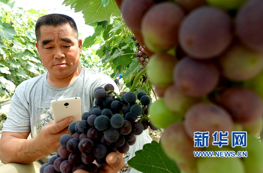 河南夏邑:葡萄熟了,游客樂(lè)了 河南夏邑:葡萄熟了,游客樂(lè)了