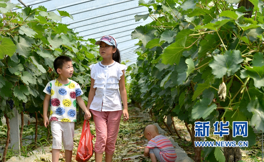 河南夏邑:葡萄熟了,游客樂(lè)了 河南夏邑:葡萄熟了,游客樂(lè)了
