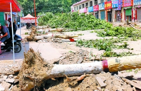 鄭州被砍法桐樹身上也有紅色標(biāo)志線 鄭州被砍法桐樹身上也有紅色標(biāo)志線