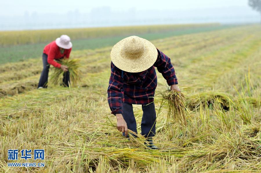 #(社會)(2)山東郯城七旬老人堅持30年撿拾糧食 #(社會)(2)山東郯城七旬老人堅持30年撿拾糧食