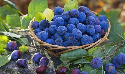 �X�׽�������������@15�N��Ȼʳ������a(b��)�X��