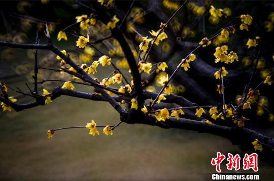 �Ͼ��ɽ�L(f��ng)���^(q��)��(n��i)��Ϟ÷��÷�����p÷���G�����������ա���÷�� �z