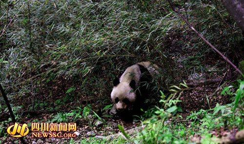 �Ĵ�һ��Ȼ���o�^(q��)�l(f��)�F(xi��n)Ұ������؈��