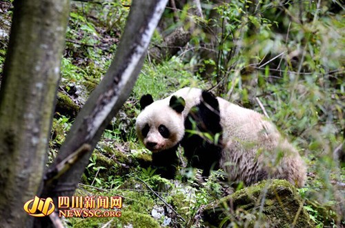 �Ĵ�һ��Ȼ���o(h��)�^(q��)�l(f��)�F(xi��n)Ұ������؈���˃H�����h(yu��n)���D��