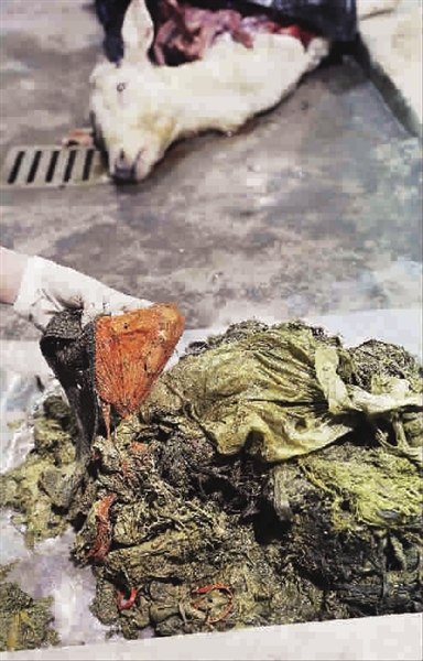 上海動(dòng)物園3只黇鹿接連死亡 系誤食食品塑料袋