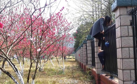 游人爬監(jiān)獄圍墻進(jìn)小區(qū)看桃花
