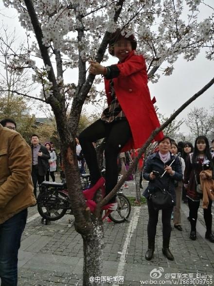 游人爬樹