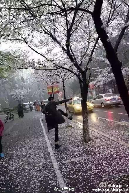 游人踹樹