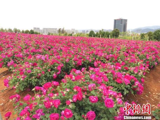 ����һ��У�Nֲ�f(w��n)��ʳ��õ���ܟ���ʳ���^�p������