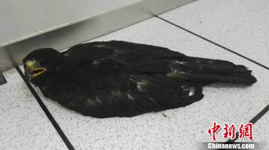 國家二級保護動物鷹雕不耐高溫疑似“中暑”